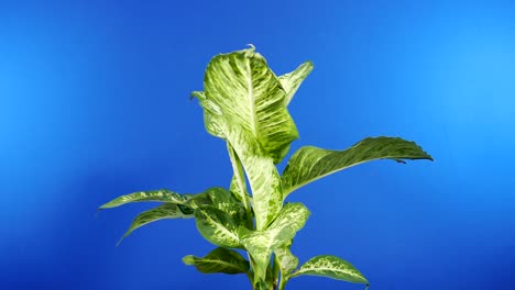 planta tropical de hojas anchas rotativa - pantalla azul para composición