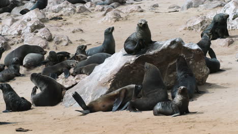 group of cape fur seals resting on sandy beach with some boulders