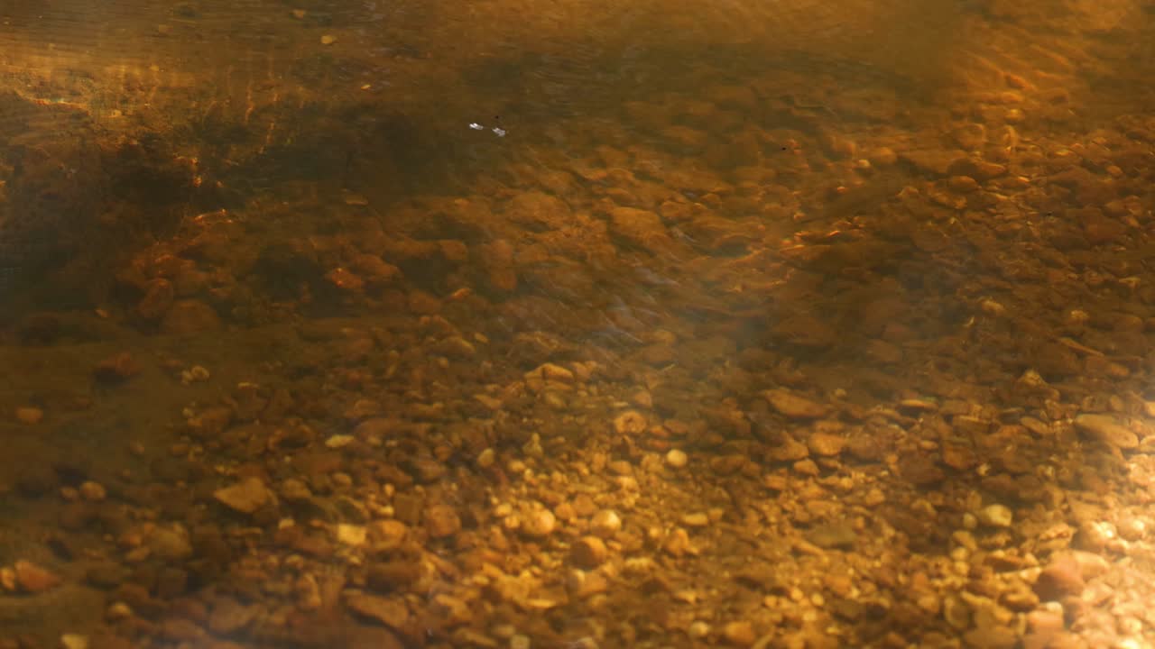 la luz del sol baila sobre un tranquilo lecho de agua dulce
