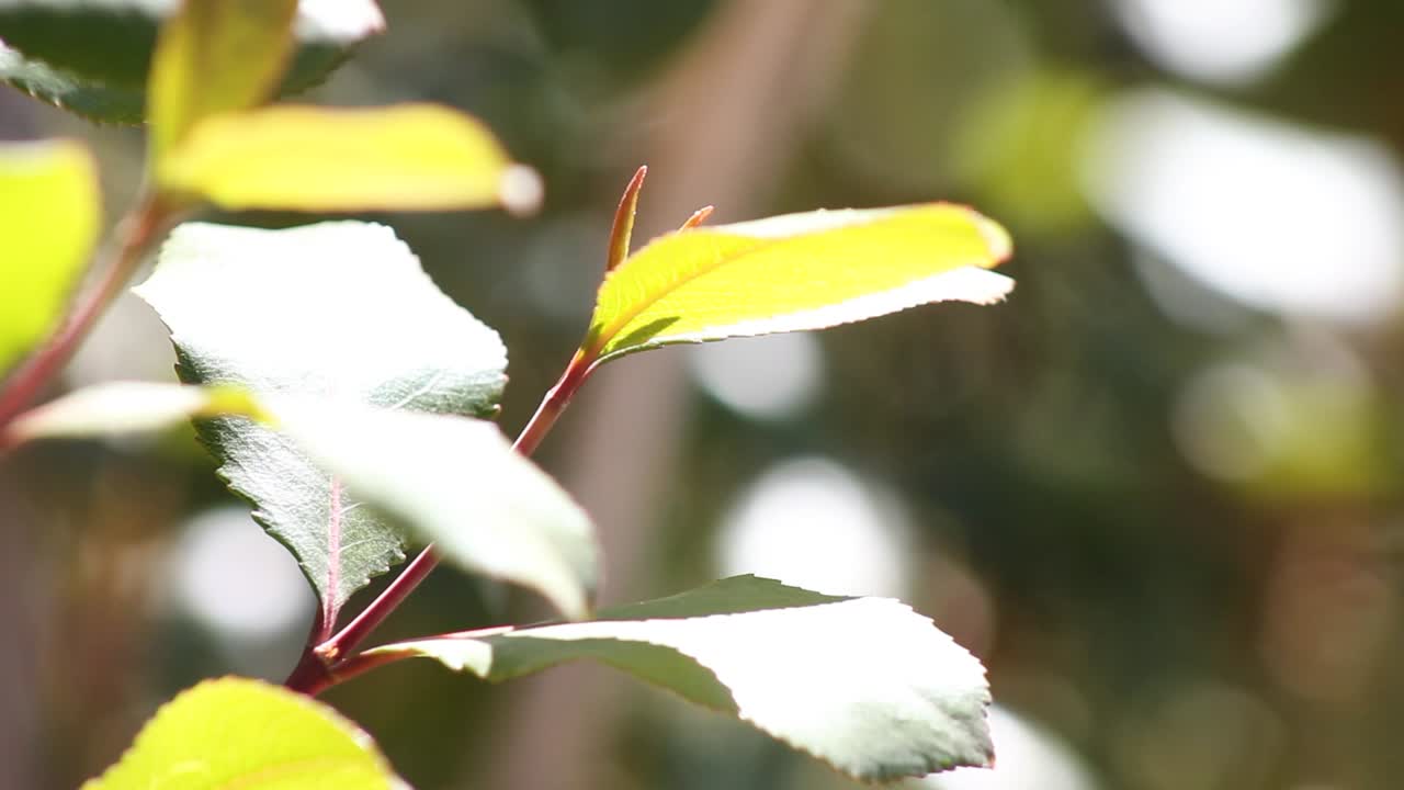 이슬비가 나뭇잎을 적신다.
