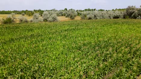 Cultivo-De-Maíz-Meciéndose-En-El-Viento