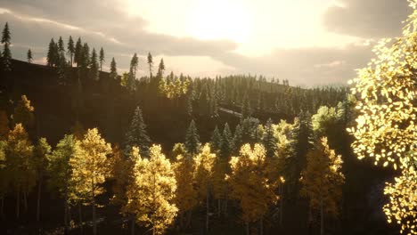 Wald-Unter-Sonnenaufgangssonnenstrahlen
