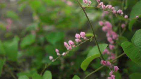 delicadas flores rosadas florecen en tallos delgados en medio de un exuberante follaje verde en un jardín sereno