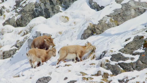 Two-baby-ibexes-and-their-mother-are-eating-grass-off-a-snowy-cliff