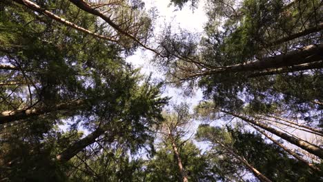 beautiful forest in the italian alps