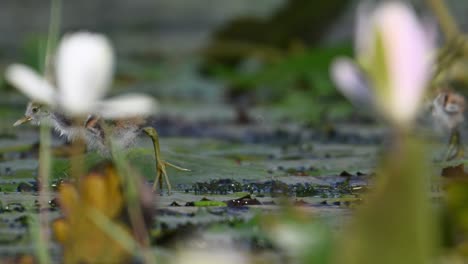 Fasanenschwanz-Jacana-Küken-Füttert-Sich-Morgens-Im-Feuchtgebiet