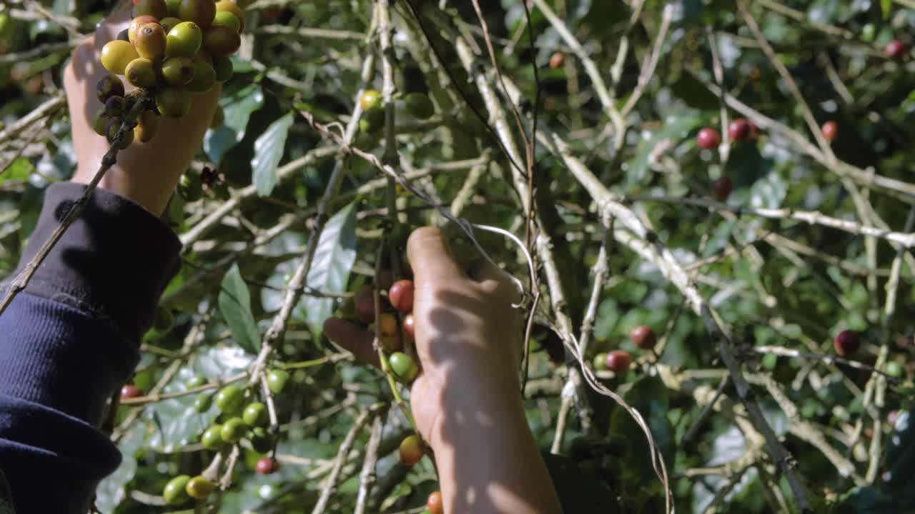 Um fazendeiro colhe grãos maduros de um cafeeiro em uma plantação em El Salvador