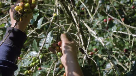 Un-Agricultor-Recoge-Granos-Maduros-De-Un-Cafeto-En-Una-Plantación-En-El-Salvador