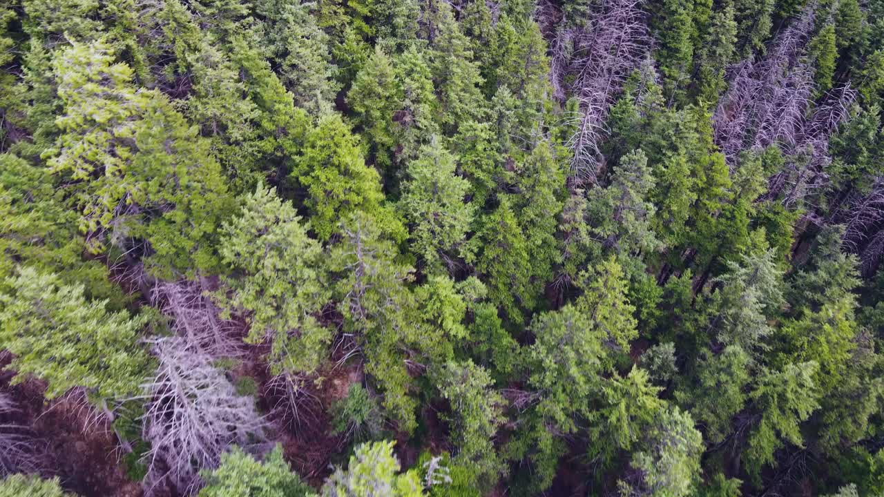 disparo aéreo de un dron sobrevolando árboles forestales en columbia británica, canadá