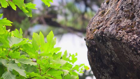 swaying maple leaves revealed massive mossy rock at daytime