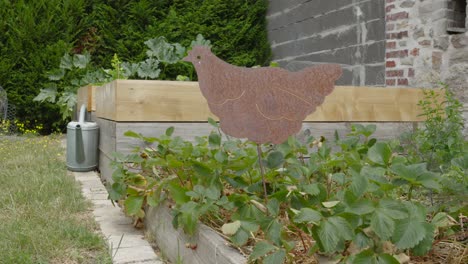 Pequeño-Jardín-Con-Forma-De-Gallina-Y-Regadera