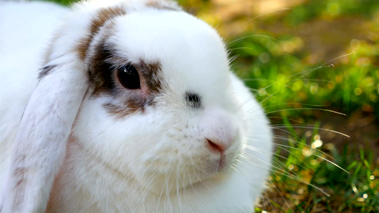 플러피 화이트 래의 클로즈업, 4k