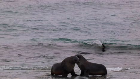 fur seal juveniles play fighting with a grey sea in the background, south georgia