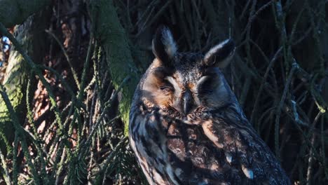 Eurasischer-Uhu,-Der-Am-Sonnigen-Abend-Auf-Baum-Schläft,-Nahaufnahme