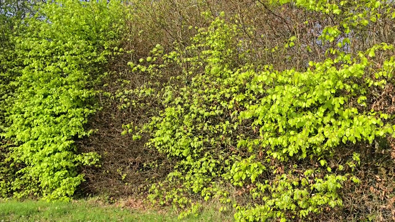 Folhas verdes jovens e frescas em uma sebe de Faia (Fagus sylvatica) tremulando ao vento, vista geral.
