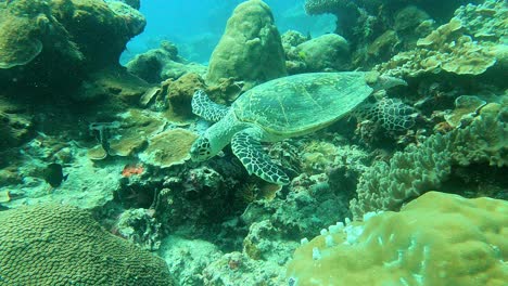 來自帕勞的綠色海<unk> (chelonia mydas)