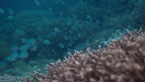 Klares,-Blaues-Unterwasserleben-Mit-Einem-Schwarm-Blauer-Fische,-Die-Zwischen-Wunderschönen-Korallen-Schwimmen