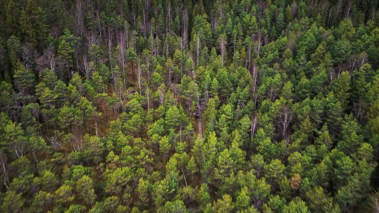 Dronebillede over tæt nåleskov i Tinovul Mare Naturreservat, Poiana Stampei, Rumænien