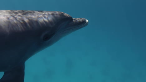 delfín en el arrecife de coral del mar rojo de egipto