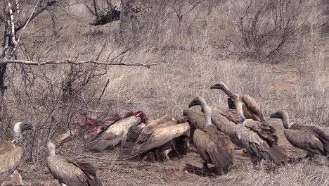 hyenas and vultures fight over a giraffe carcass on african savanna