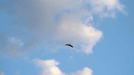 murciélago volando en medio del parque local a primera hora de la tarde