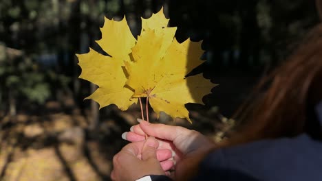 woman holding bright yellow maple leaves in forest in autumn