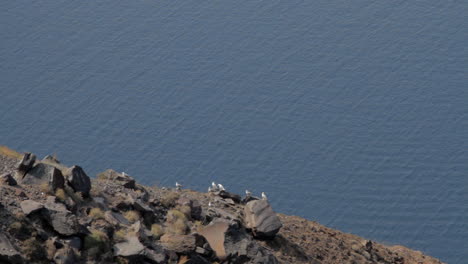 Gaviotas-Volando,-Despegando-Y-Aterrizando-Desde-Un-Acantilado,-Con-Vistas-Al-Mar-Egeo-Y-La-Caldera-De-Santorini