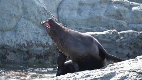 new zealand fur seal scratching on the shoreline