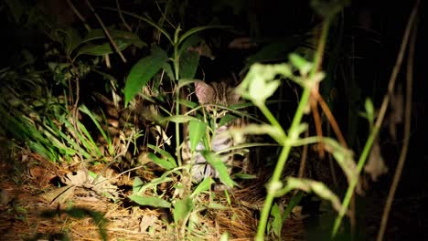 Gesehen-In-Pflanzen,-Die-Gähnen-Und-Ihre-Pfote-Heben,-Um-Sie-Zu-Lecken,-Wie-Es-Durch-Ein-Licht-Im-Wald-Offenbart-Wird