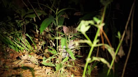 visto dentro de las plantas bostezando y levantando su pata para lamerlo como lo revela una luz en el bosque