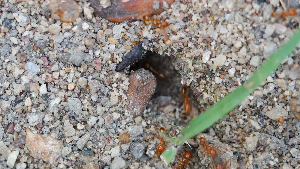 nido de hormigas de fuego. concepto de colonia de hormigas en el mundo de la vida de los insectos.