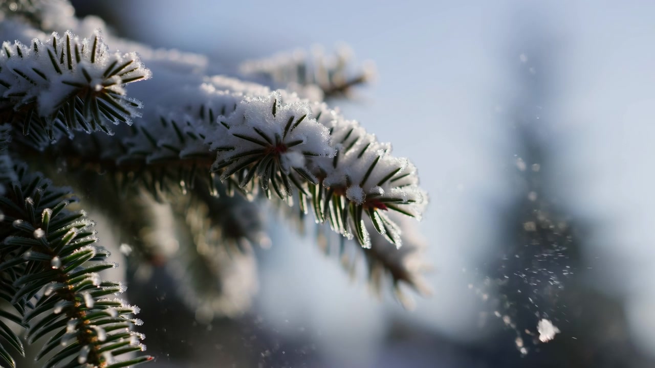 Close view of fir branch tips loaded with fresh snow and crystalline frost, while tiny airborne flakes drift near top in soft sunlight, creating calm winter atmosphere, natural texture, and subtle