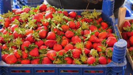 fresh strawberries in a blue crate