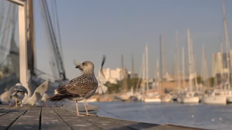 Möwe-Steht-Auf-Holzsteg-Mit-Hintergrundvögeln-Und-Segelbooten-Im-Hafen