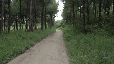 low pov tracks along rural dirt road in dense green jungle forest