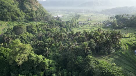 drone flying down a green valley with jungle and and rice terraces