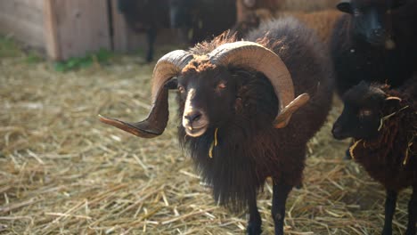 black ram with large horns surrounded by sheep