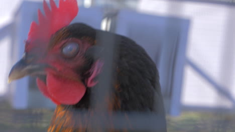 closeup of the head of the cock that walks in the cage