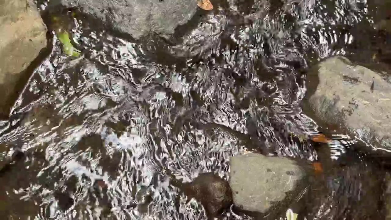 Acqua limpida che scorre sulle rocce in un piccolo ruscello