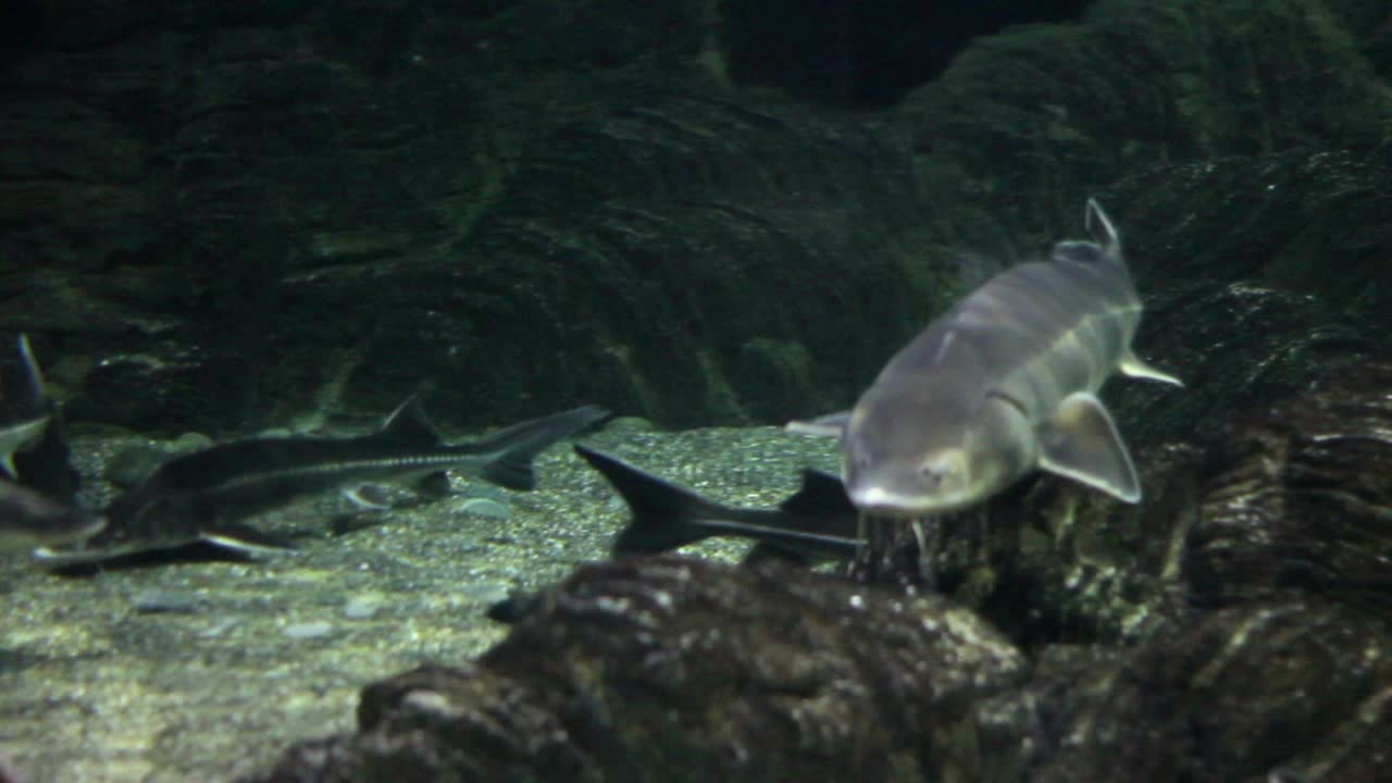 Sturgeons in Aquarium
