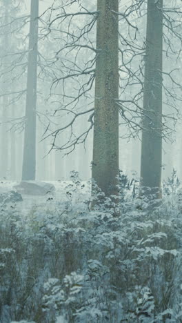 winter forest scene: misty and snowy