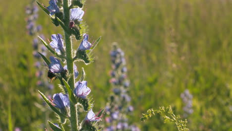 wildflowers in a field