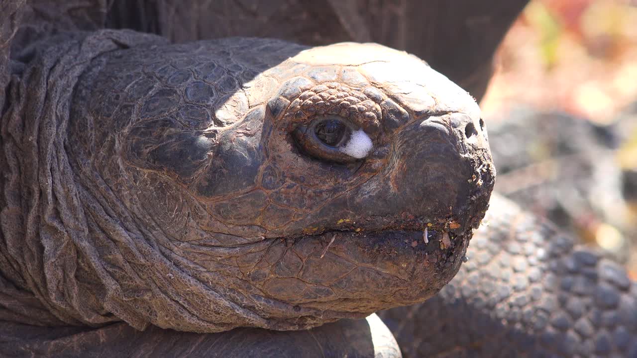 Close up of a giant land tortoise in the Galapagos Islands Ecuador 3
