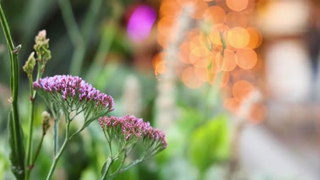 purple flowers with bokeh lights in background