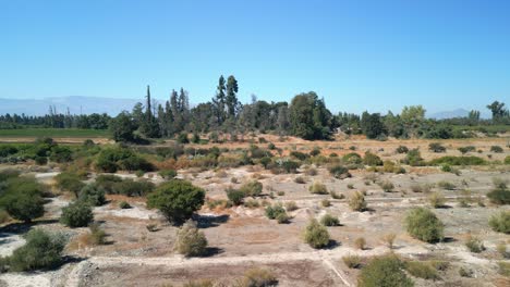 Bäume-An-Den-Ufern-Des-Maipo,-Gemeinde-Buin,-Land-Chile