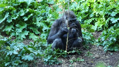 gorilla eating plants while sitting in foliage