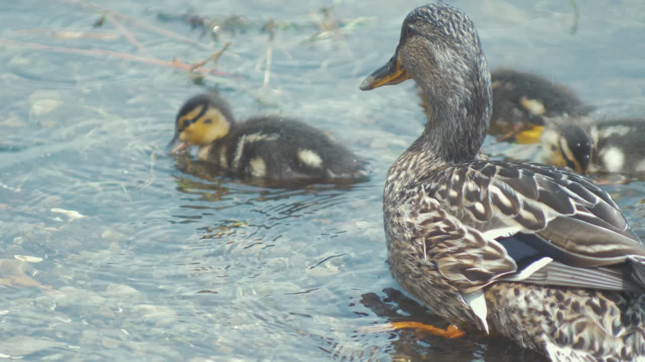 Mother duck mallard with her baby ducklings preening themselves