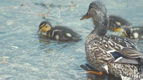 mother duck mallard with her baby ducklings preening themselves