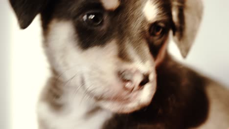 various closeup shots of sleepy puppy in evening light