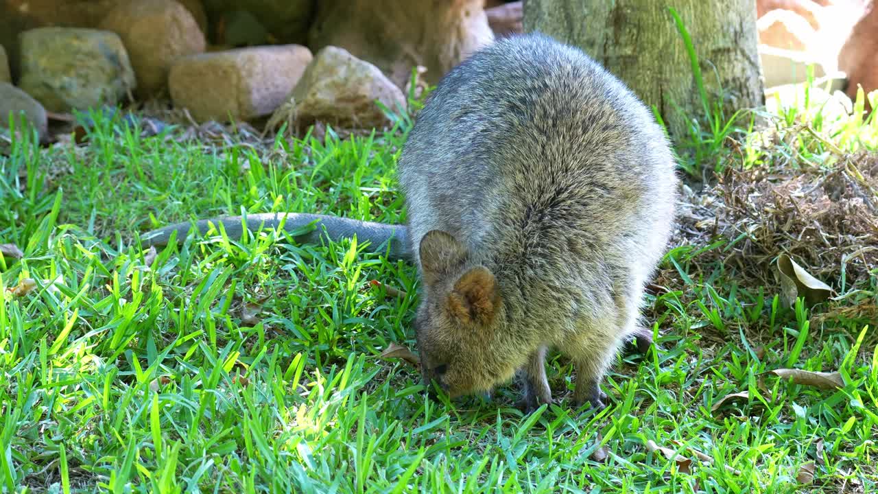 En söt kvokka (Setonix brachyurus) som letar efter mat på marken, närbild